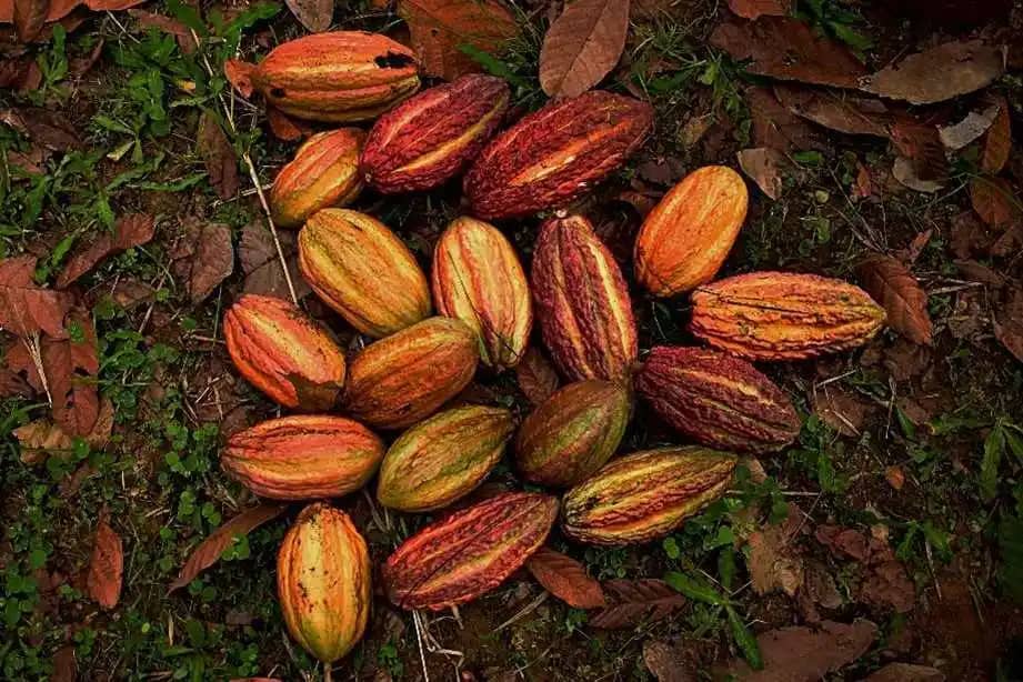Cacao en Grano Premium Araucano